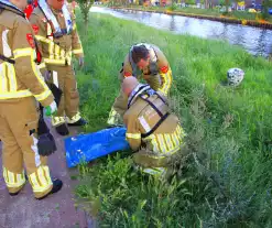 Brandweer haalt overleden ree uit het water