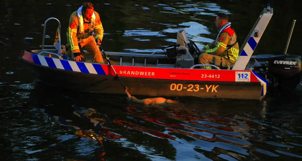 Brandweer haalt overleden ree uit het water - Foto 3