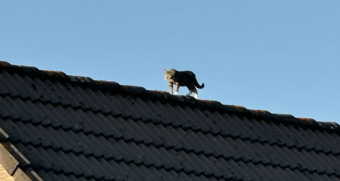 Brandweer haalt kat van dak met hoogwerker - Foto 2