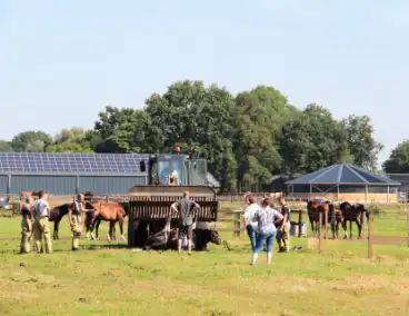 Brandweer schiet paard in problemen te hulp