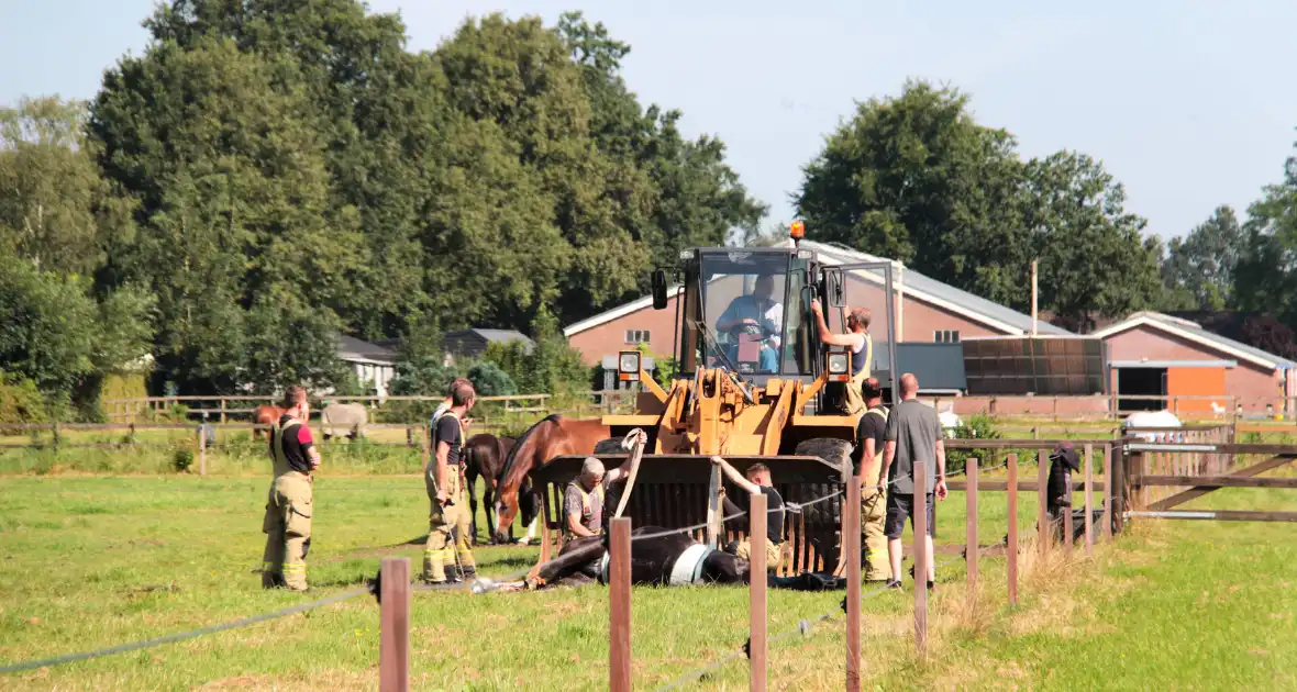 Brandweer schiet paard in problemen te hulp - Foto 1