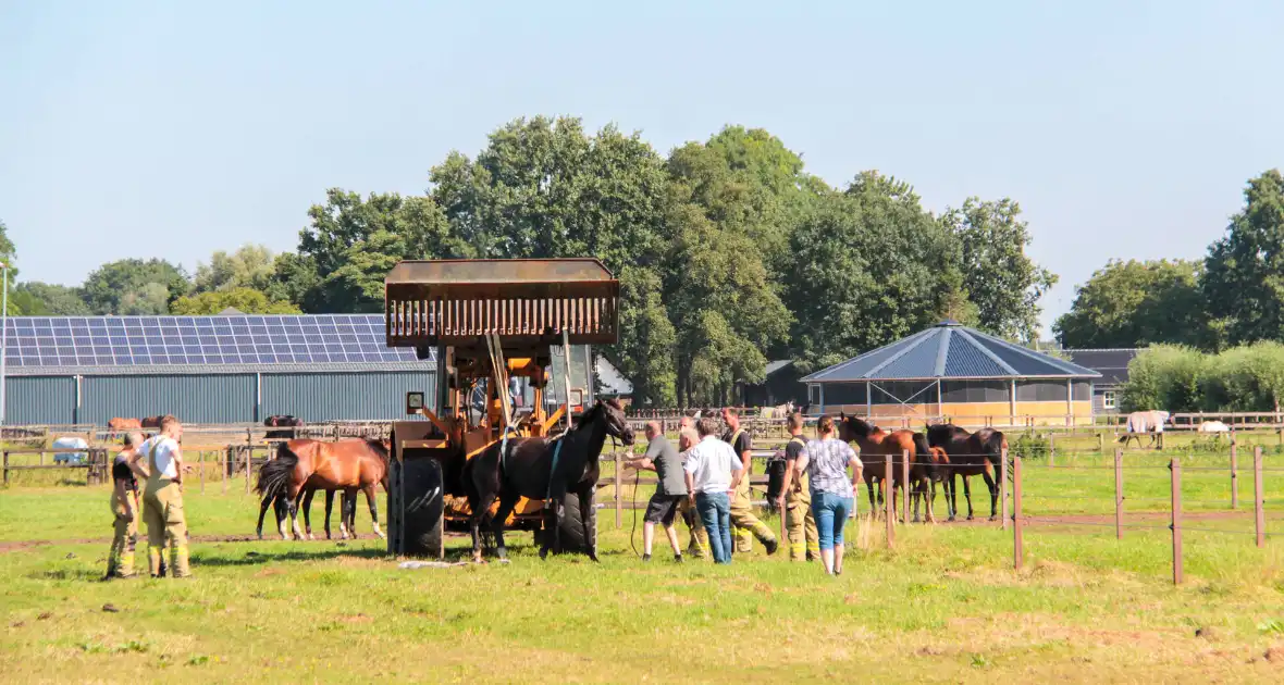 Brandweer schiet paard in problemen te hulp - Foto 2