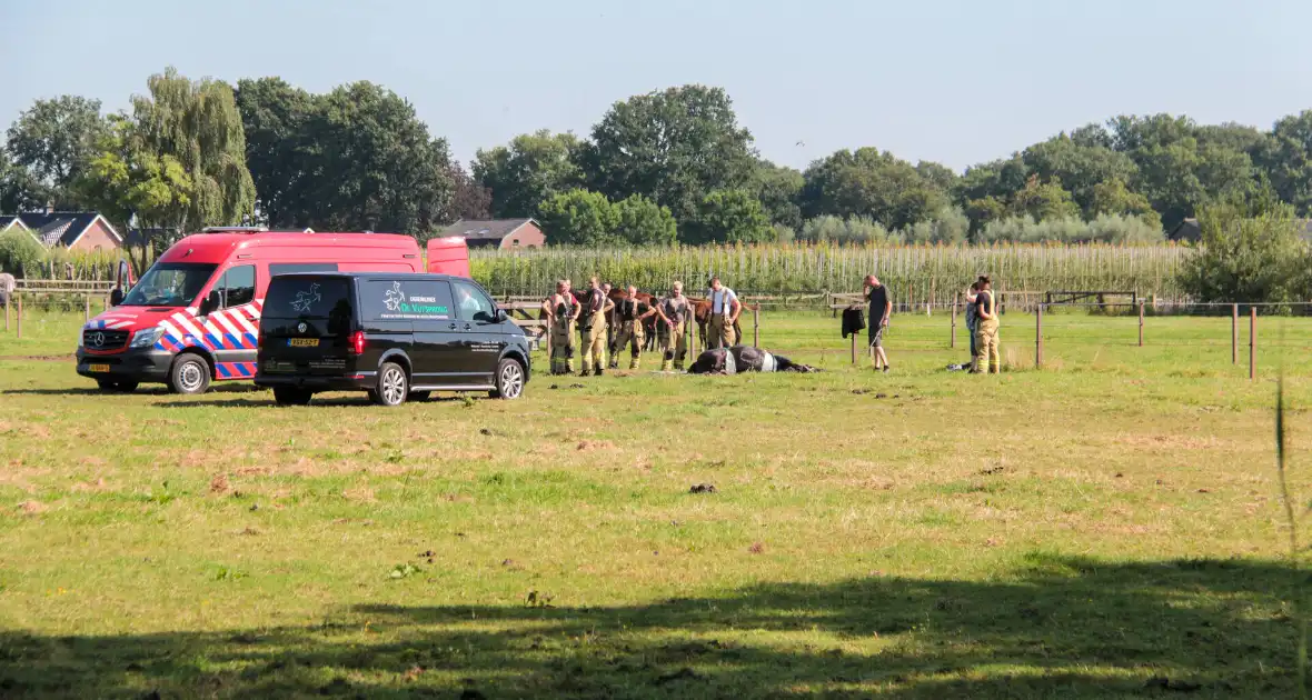 Brandweer schiet paard in problemen te hulp - Foto 4