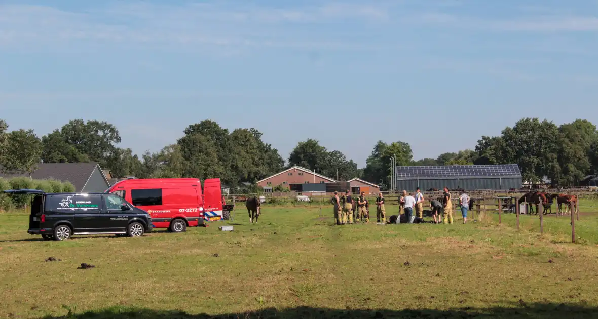 Brandweer schiet paard in problemen te hulp - Foto 5