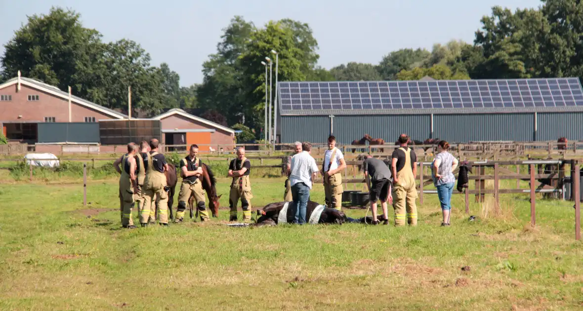 Brandweer schiet paard in problemen te hulp - Foto 6