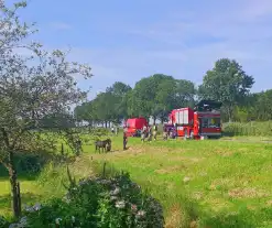 Brandweer ingezet voor paard in sloot