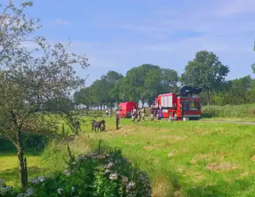 Brandweer ingezet voor paard in sloot