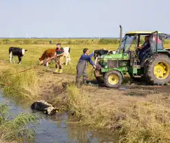 Koe vast in de sloot