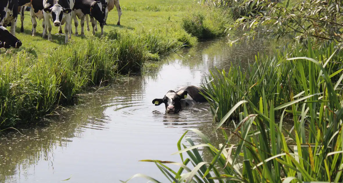 Brandweer ingezet voor koe te water