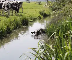 Brandweer ingezet voor koe te water