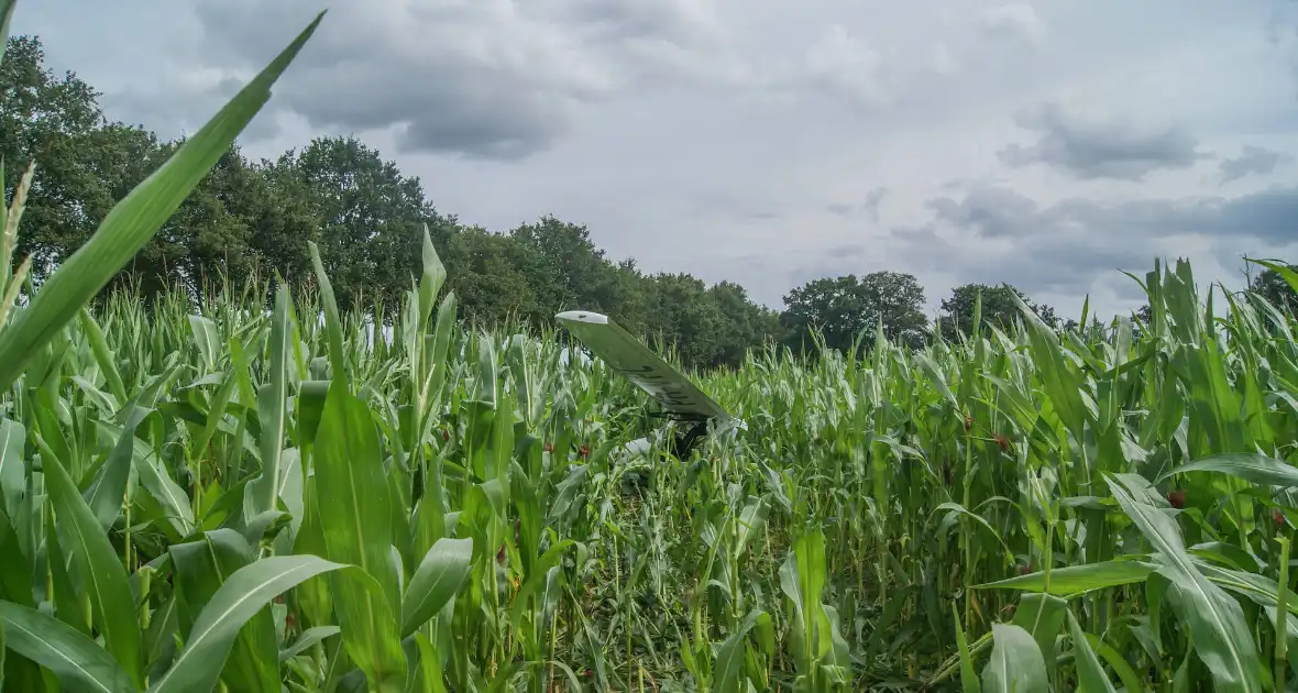 Vliegtuig landt in maisveld - Foto 2