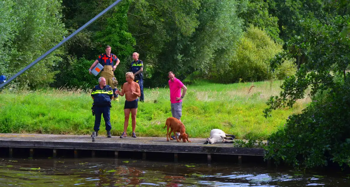 Brandweer haalt te water geraakte schapen uit het water