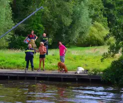 Brandweer haalt te water geraakte schapen uit het water