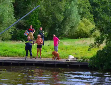 Brandweer haalt te water geraakte schapen uit het water