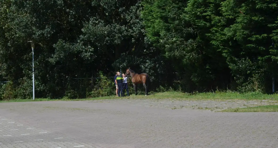 Verkeershinder na gekantelde paardentrailer - Foto 12