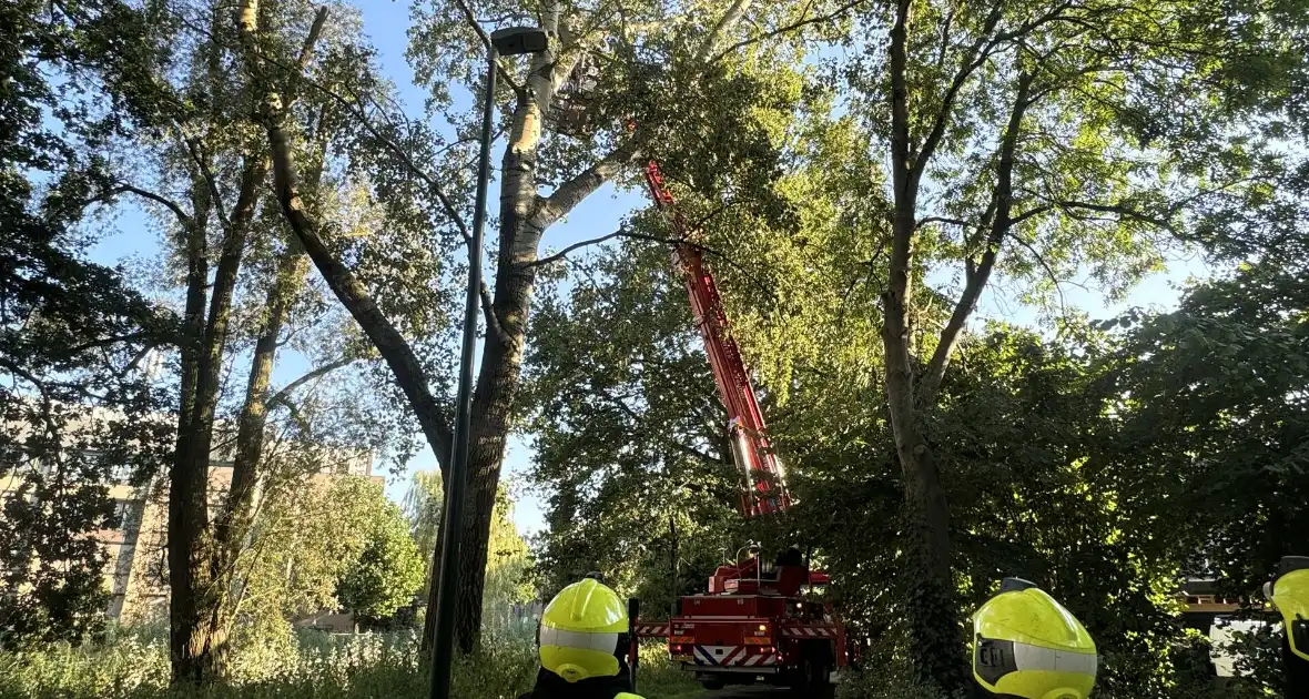 Brandweer ingezet voor dreigend hangende tak - Foto 3