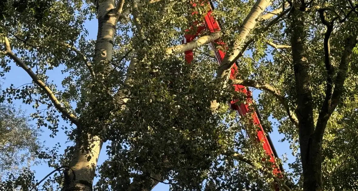 Brandweer ingezet voor dreigend hangende tak - Foto 4