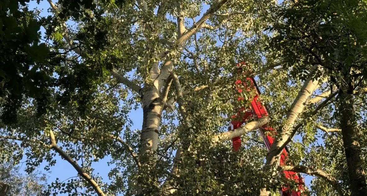 Brandweer ingezet voor dreigend hangende tak - Foto 6