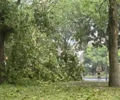 Brandweer druk met stormschade