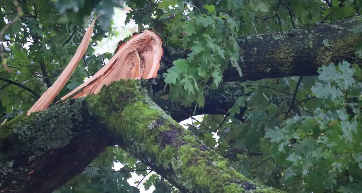 Afgebroken tak verspert wegdek - Foto 4