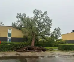 Boom valt op woning, situatie veilig