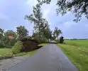 Drie grote bomen omver door harde wind