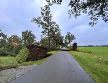 Drie grote bomen omver door harde wind