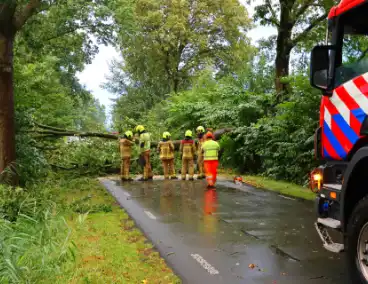 Verkeer verhinderd door grote tak op weg