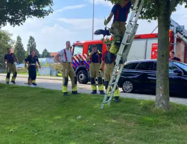 Brandweer redt kraai uit benarde situatie in boom