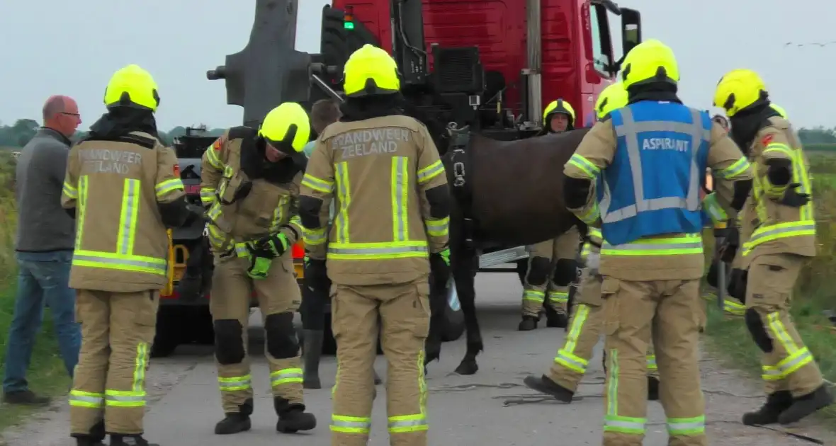 Paard word met speciale broek uit sloot getakeld - Foto 2