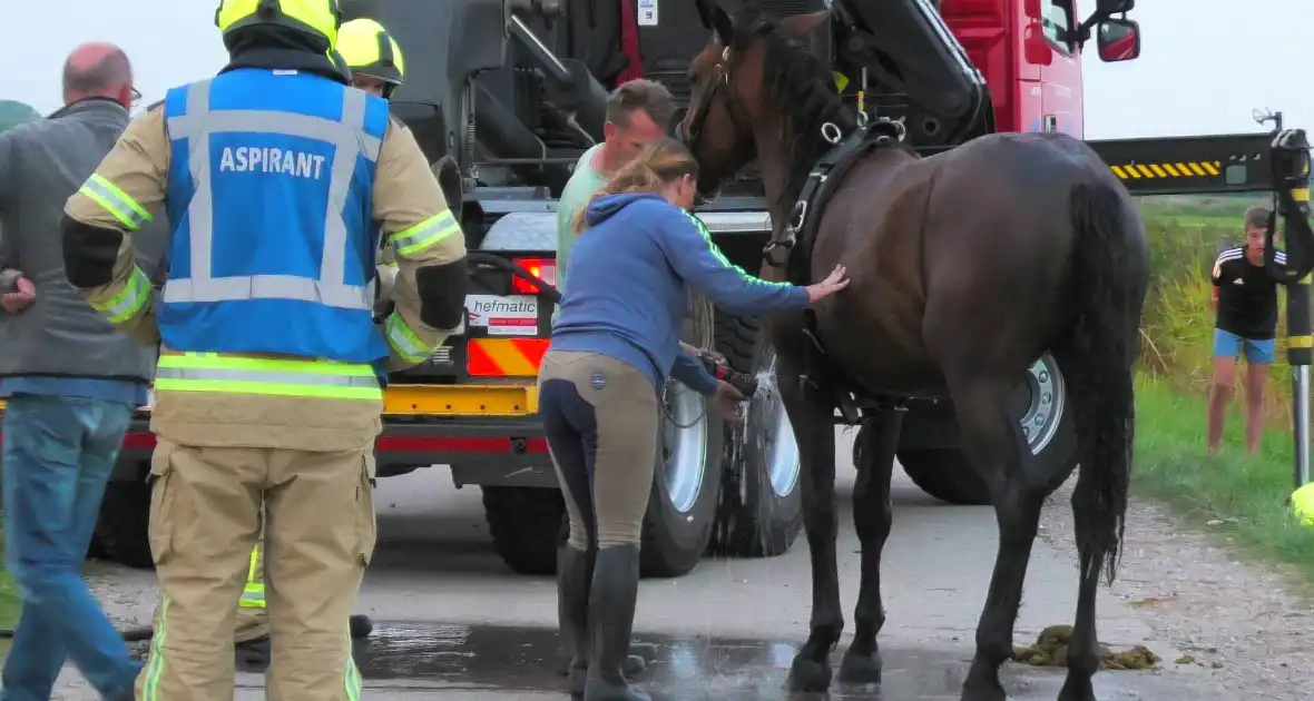 Paard word met speciale broek uit sloot getakeld - Foto 6