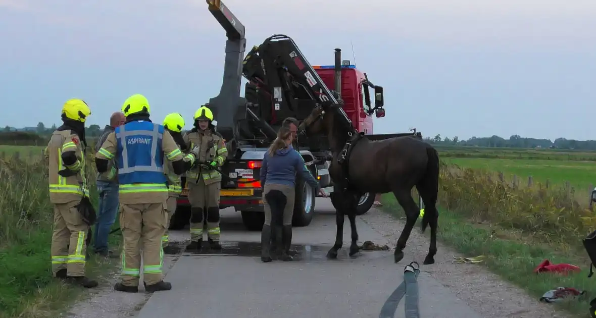 Paard word met speciale broek uit sloot getakeld - Foto 7