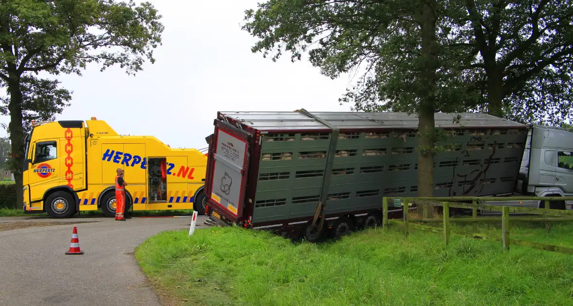 Vrachtwagen met biggen belandt in greppel - Foto 3