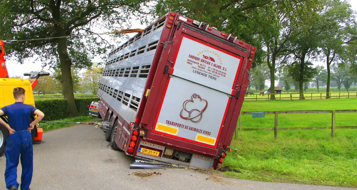 Vrachtwagen met biggen belandt in greppel - Foto 4