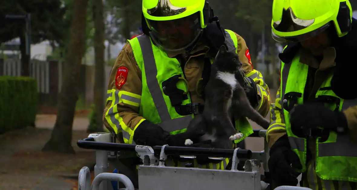 Kat na dagenlang vastzitten gered door brandweer