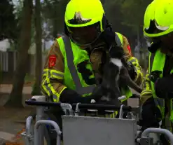 Kat na dagenlang vastzitten gered door brandweer