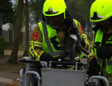 Kat na dagenlang vastzitten gered door brandweer