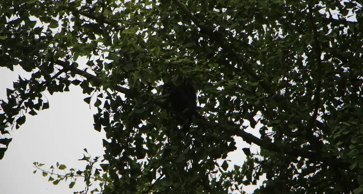 Kat na dagenlang vastzitten gered door brandweer - Foto 2