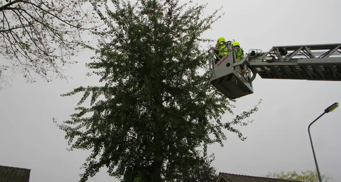 Kat na dagenlang vastzitten gered door brandweer - Foto 5