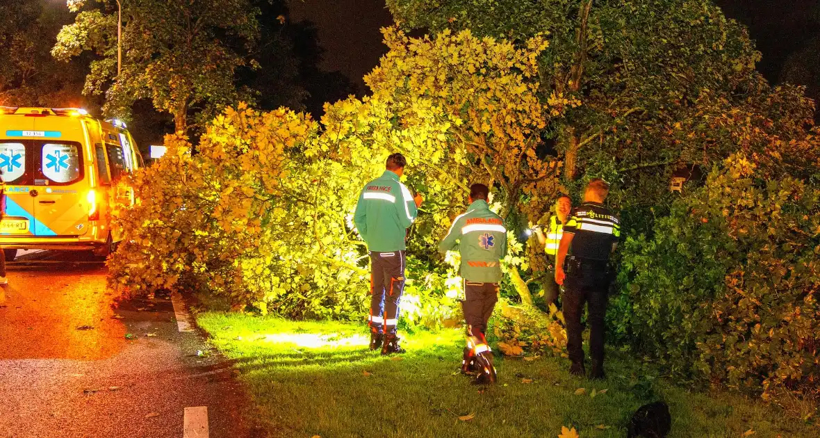 Boom doormidden nadat auto van weg raakt - Foto 5