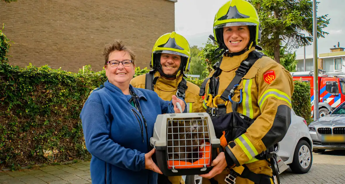 Buurt belt brandweer voor kat in de boom