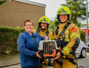 Buurt belt brandweer voor kat in de boom