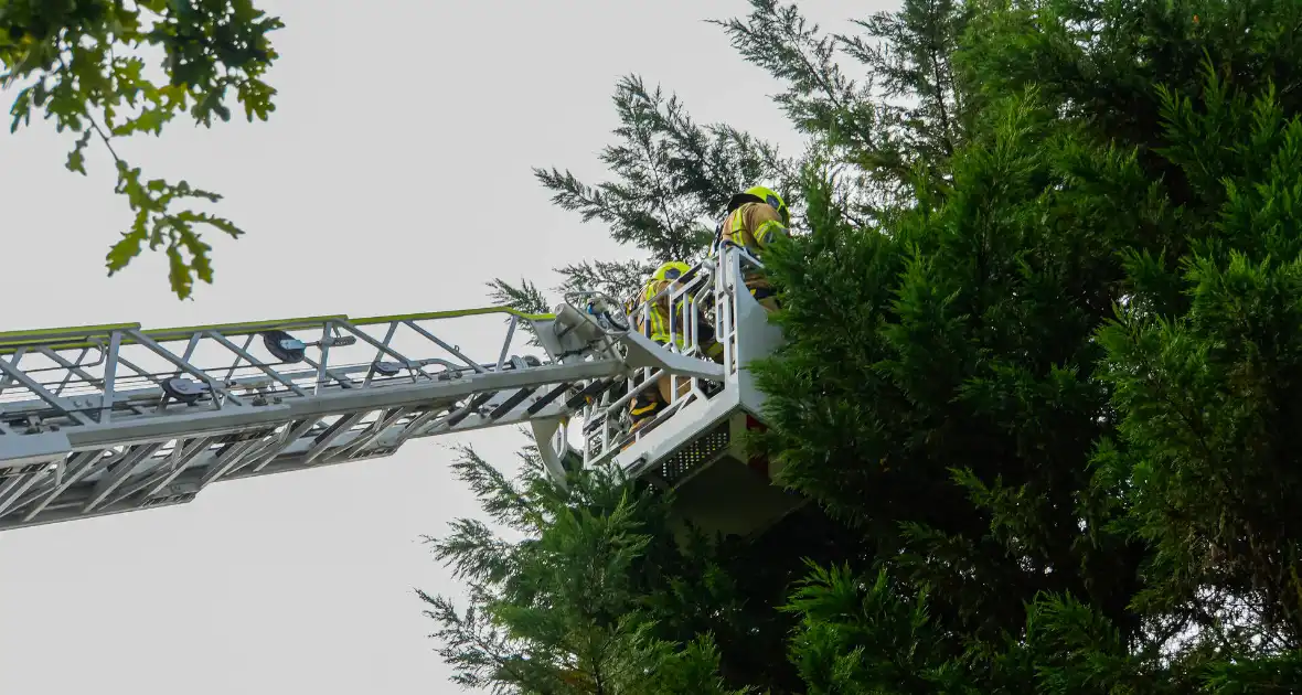 Buurt belt brandweer voor kat in de boom - Foto 2