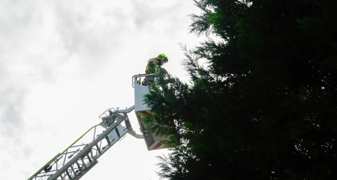 Buurt belt brandweer voor kat in de boom - Foto 3