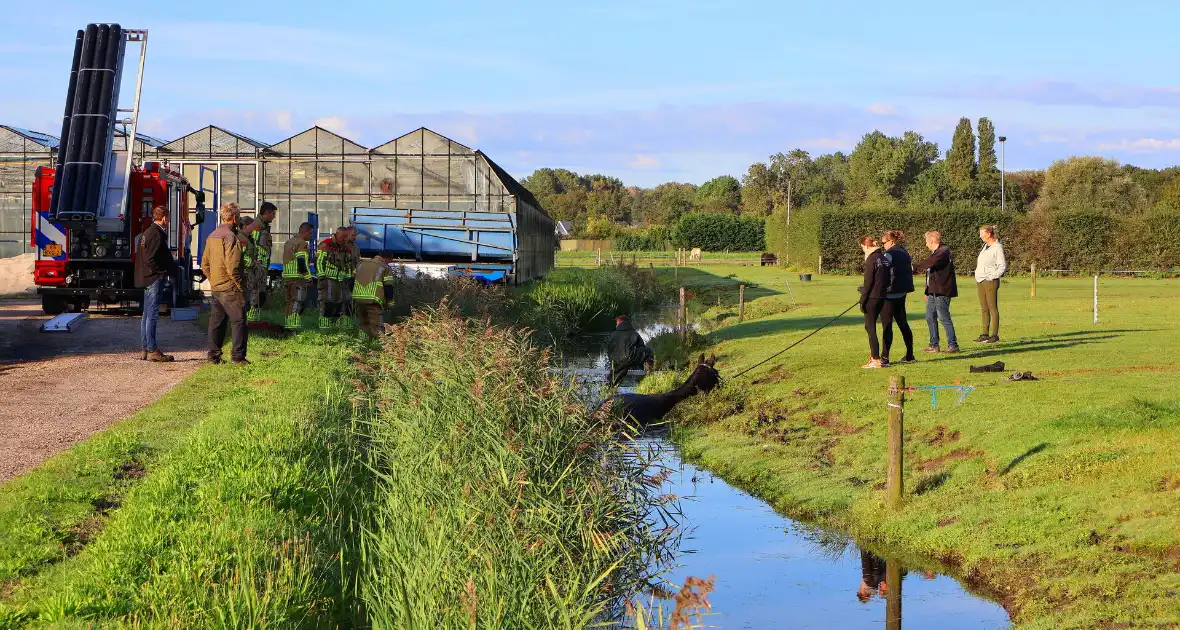 Paard gered uit modderige sloot na spannende reddingsactie - Foto 2