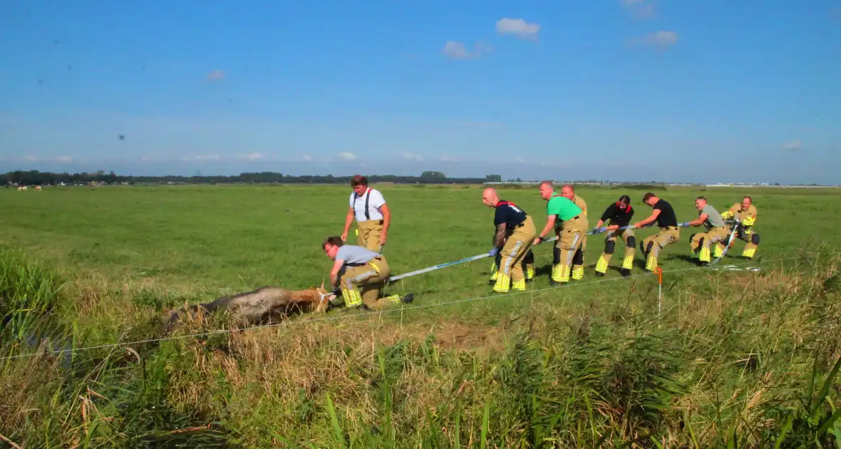 Brandweer haalt Stier uit sloot