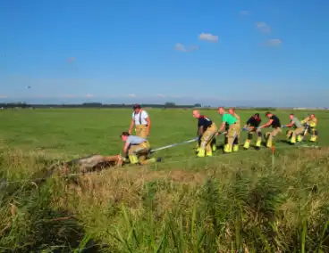 Brandweer haalt Stier uit sloot