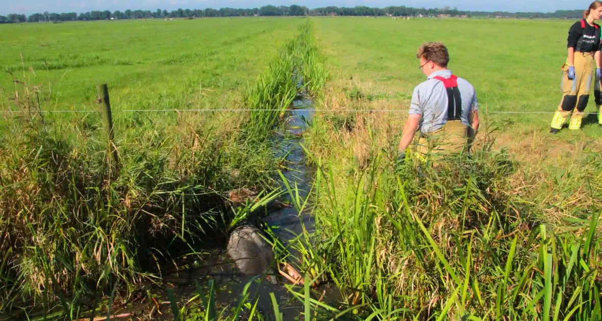 Brandweer haalt Stier uit sloot - Foto 1