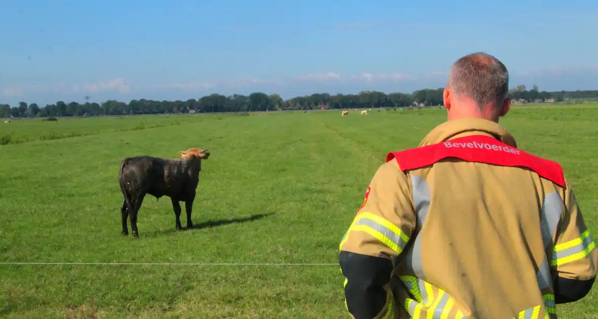 Brandweer haalt Stier uit sloot - Foto 10