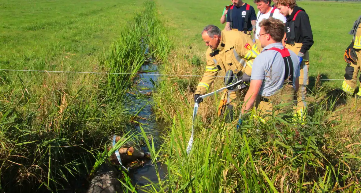 Brandweer haalt Stier uit sloot - Foto 4